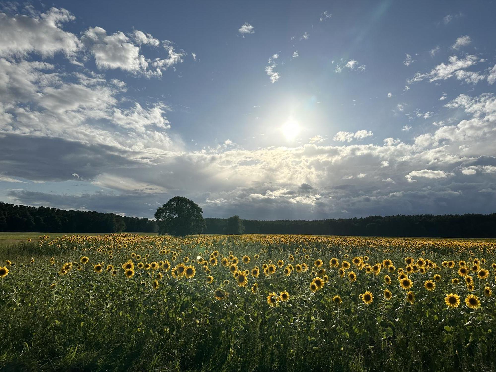 Urlaub Auf Dem Land Appartement Triepkendorf Buitenkant foto