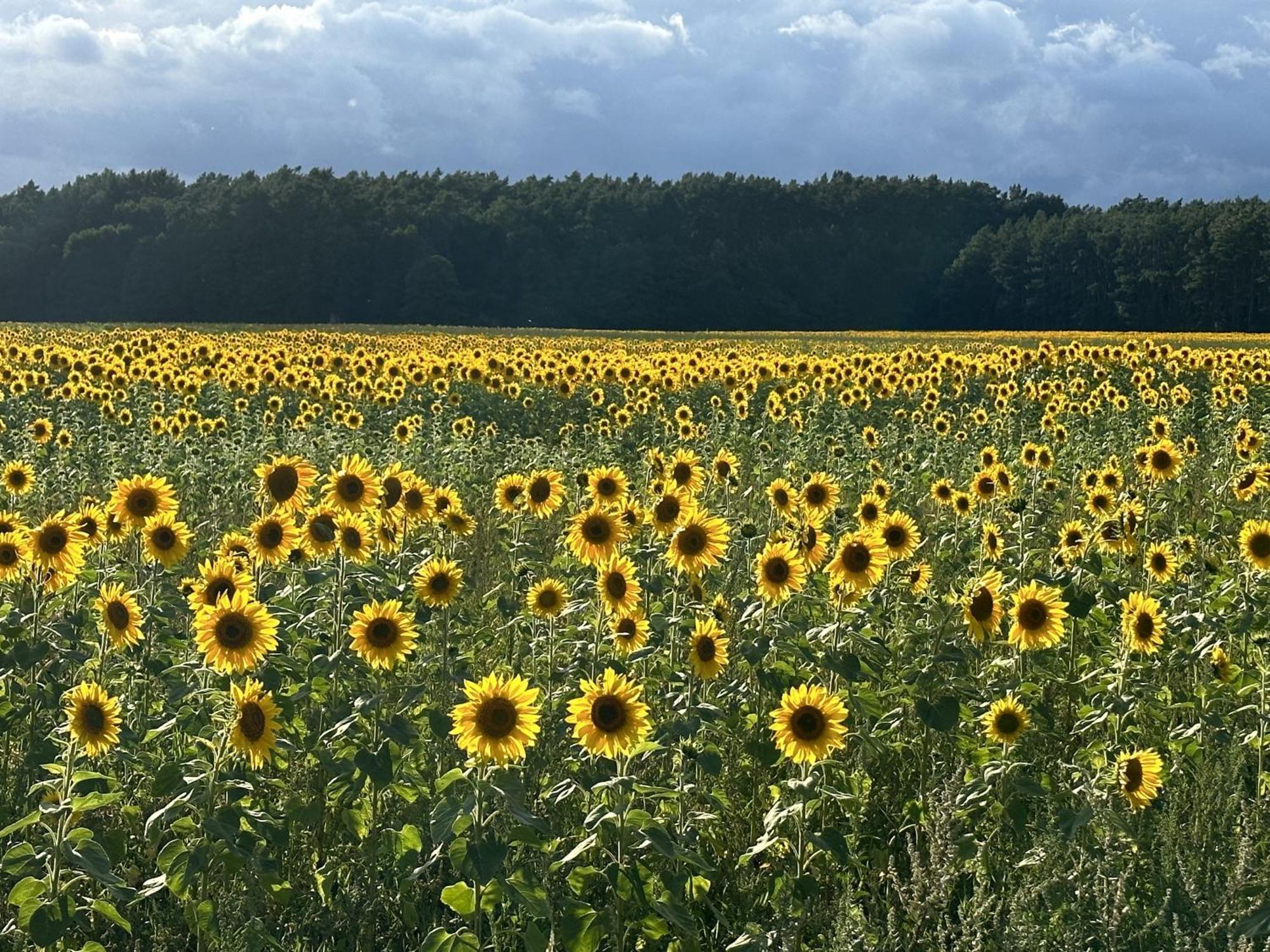 Urlaub Auf Dem Land Appartement Triepkendorf Buitenkant foto